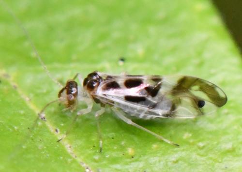 Réf. 270 908 : Graphopsocus cruciatus